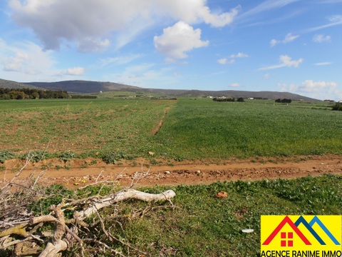 El Haouaria Ferjoun Terrain Terrain agricole Terrain agricole 1h et 500m2 a el haouaria cap bon