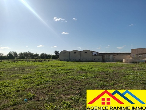 El Haouaria Ferjoun Terrain Terrain agricole Terrain agricole 1h et 500m2 a el haouaria cap bon