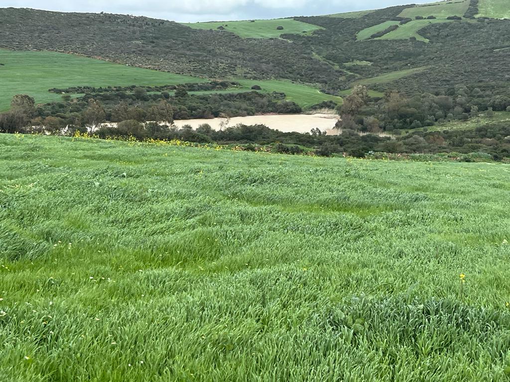 Bizerte Nord Fejjet Errih Terrain Terrain nu 376 hectares une offre intressante