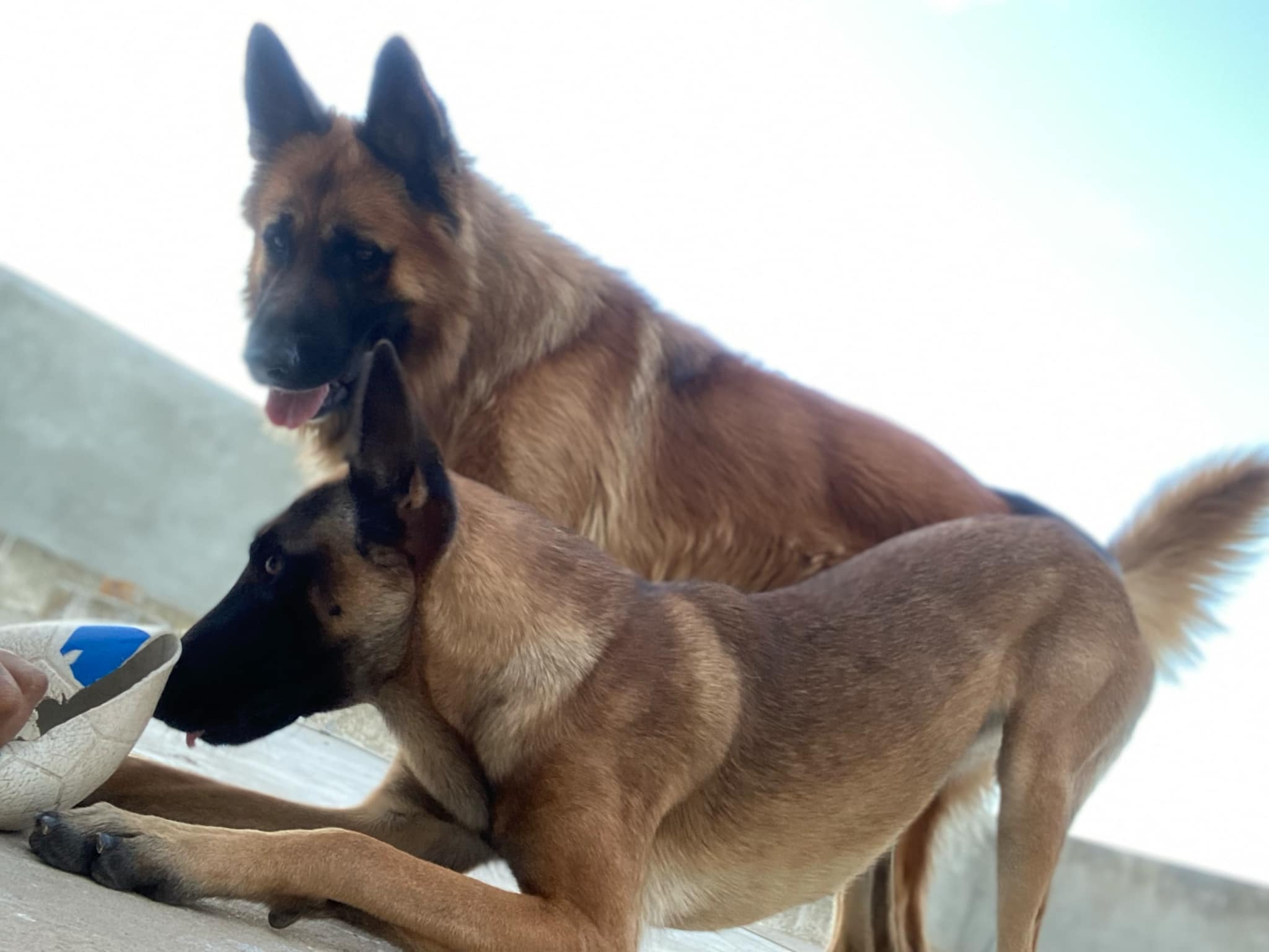 El Ouerdia Bellevue Chiens Autre Femelle malinois