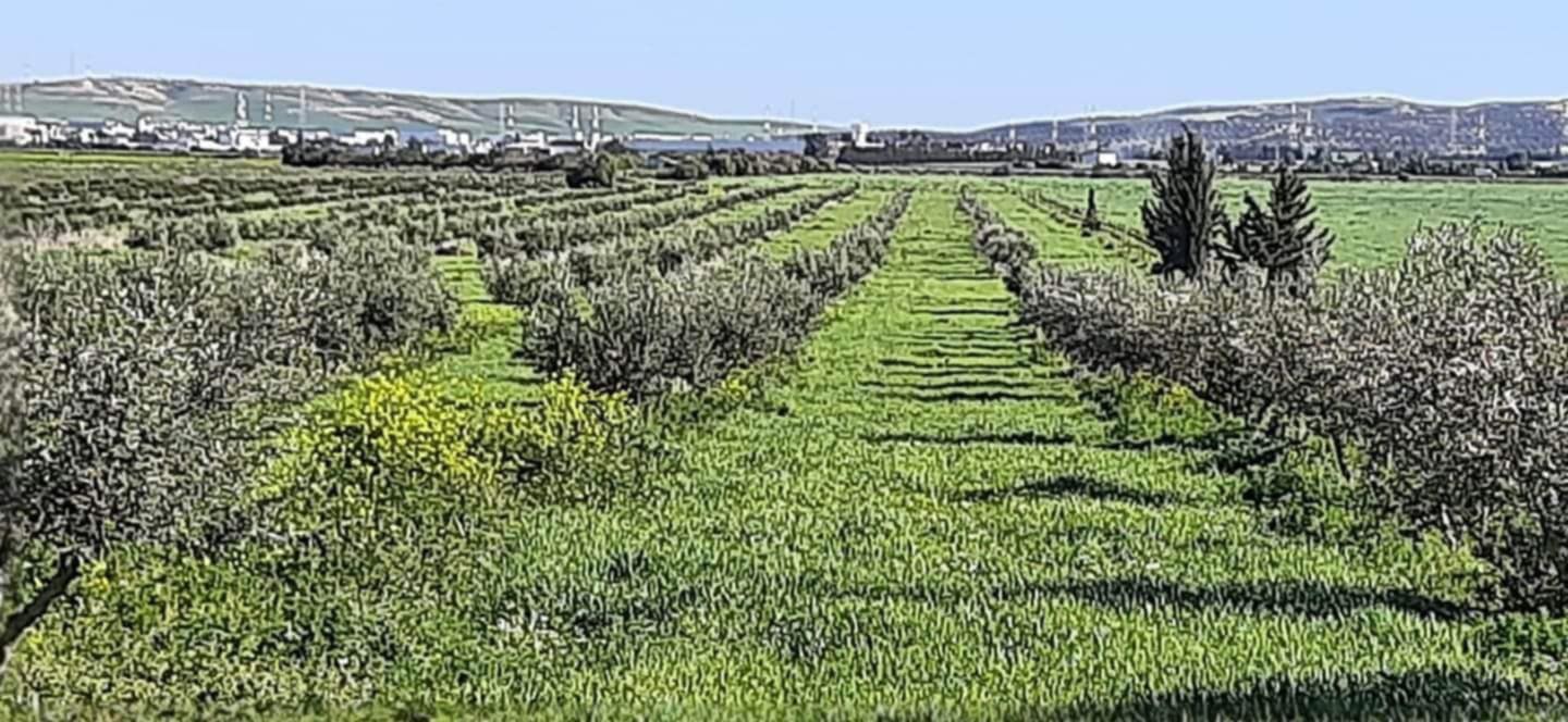 Borj El Amri Borj El Amri Terrain Terrain agricole Terrain agricole borj el amri