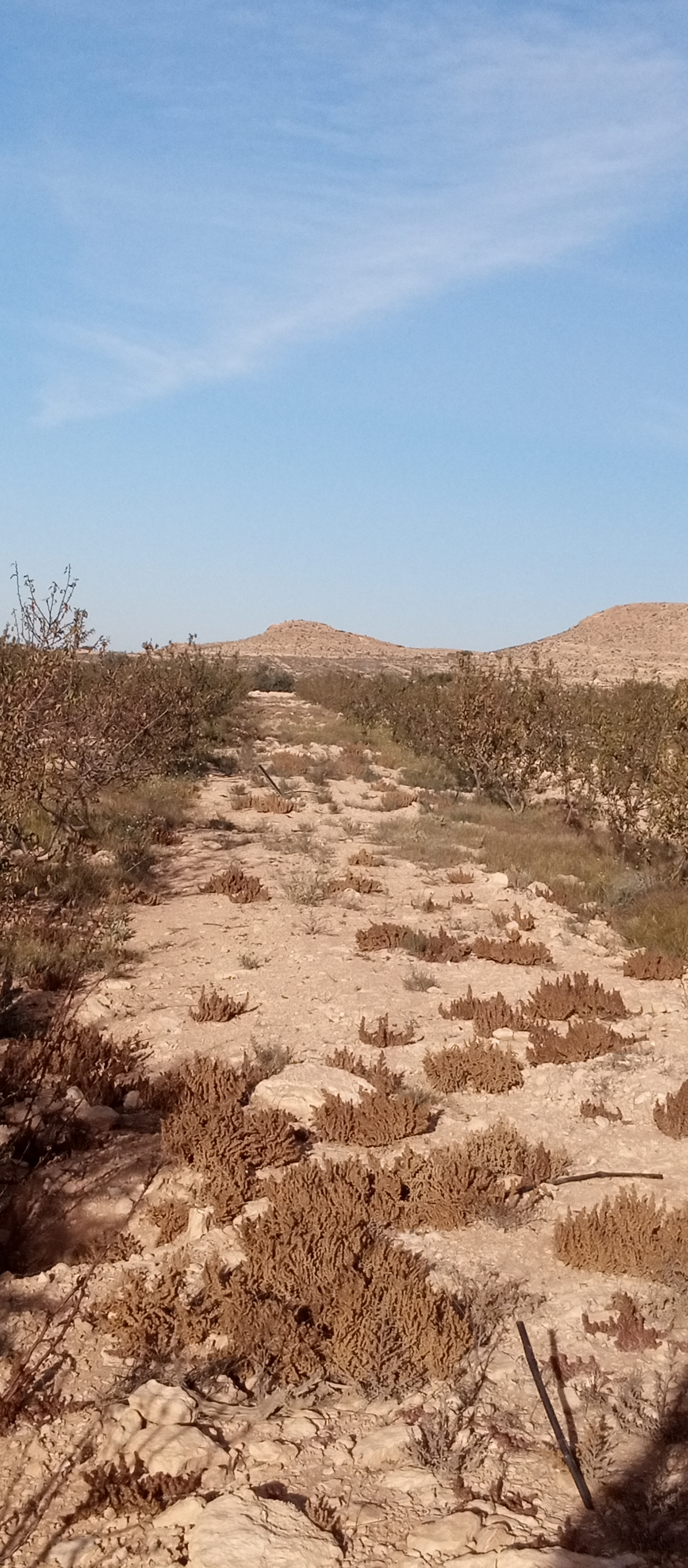 Ben Oun El Fej Terrain Terrain agricole 6 hec goutte a goutte