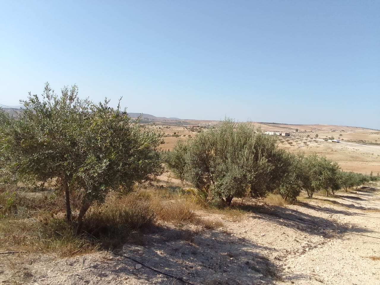 Bir Mcherga Bir Mcherga Gare Terrain Terrain agricole Ferme de 32 h olives