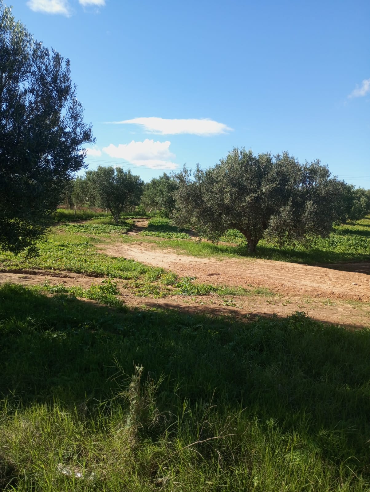 Hammam Zriba Bou Achir Terrain Terrain agricole Av 5500m avec 50 oliviers  zaghouan