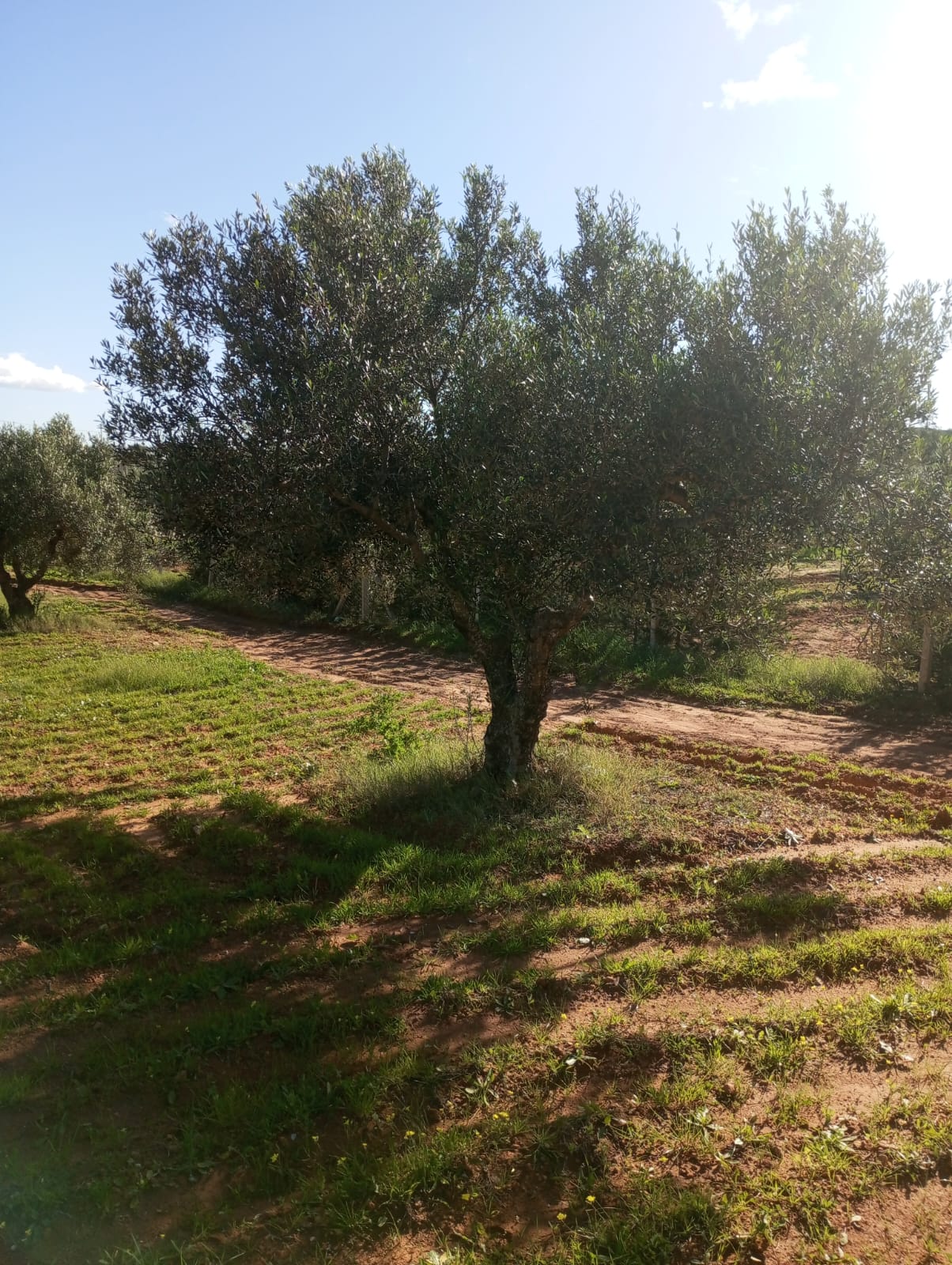 Hammam Zriba Bou Achir Terrain Terrain agricole Av 5500m avec 50 oliviers  zaghouan