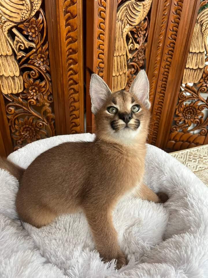 Ettadhamen Cite El Houda Chats Autre Caracal kitten available for sale