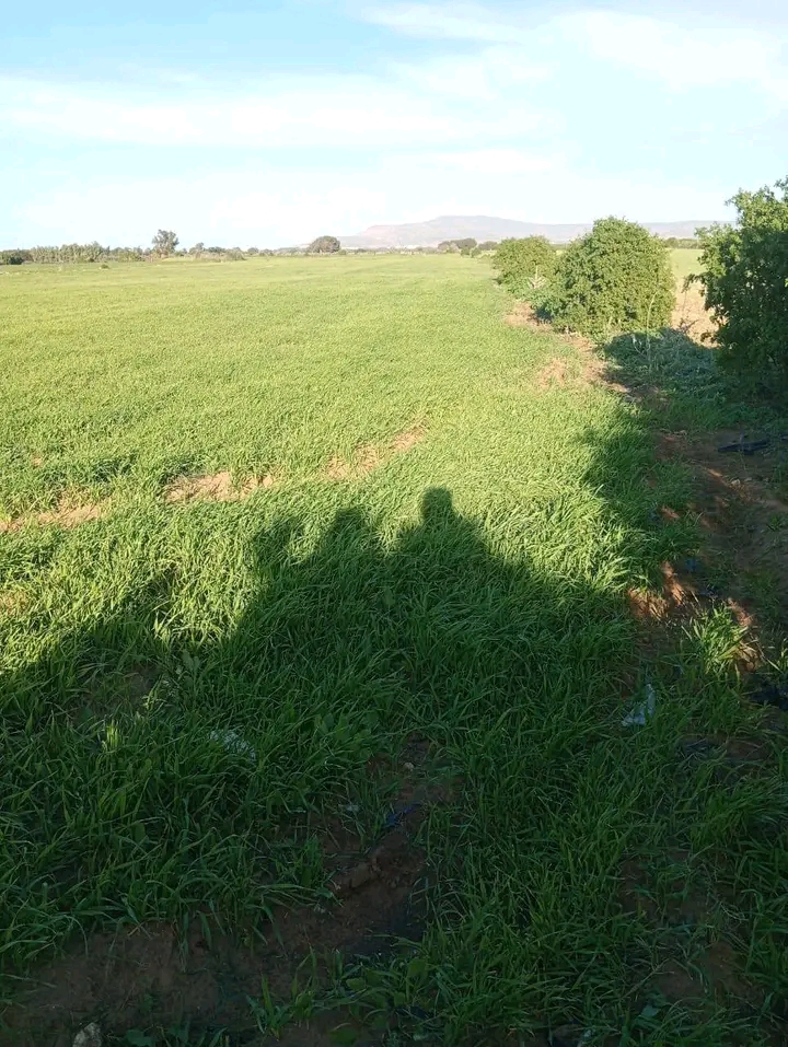 El Haouaria Saheb Jebel Terrain Terrain agricole Terrain agricole a elhaouaria