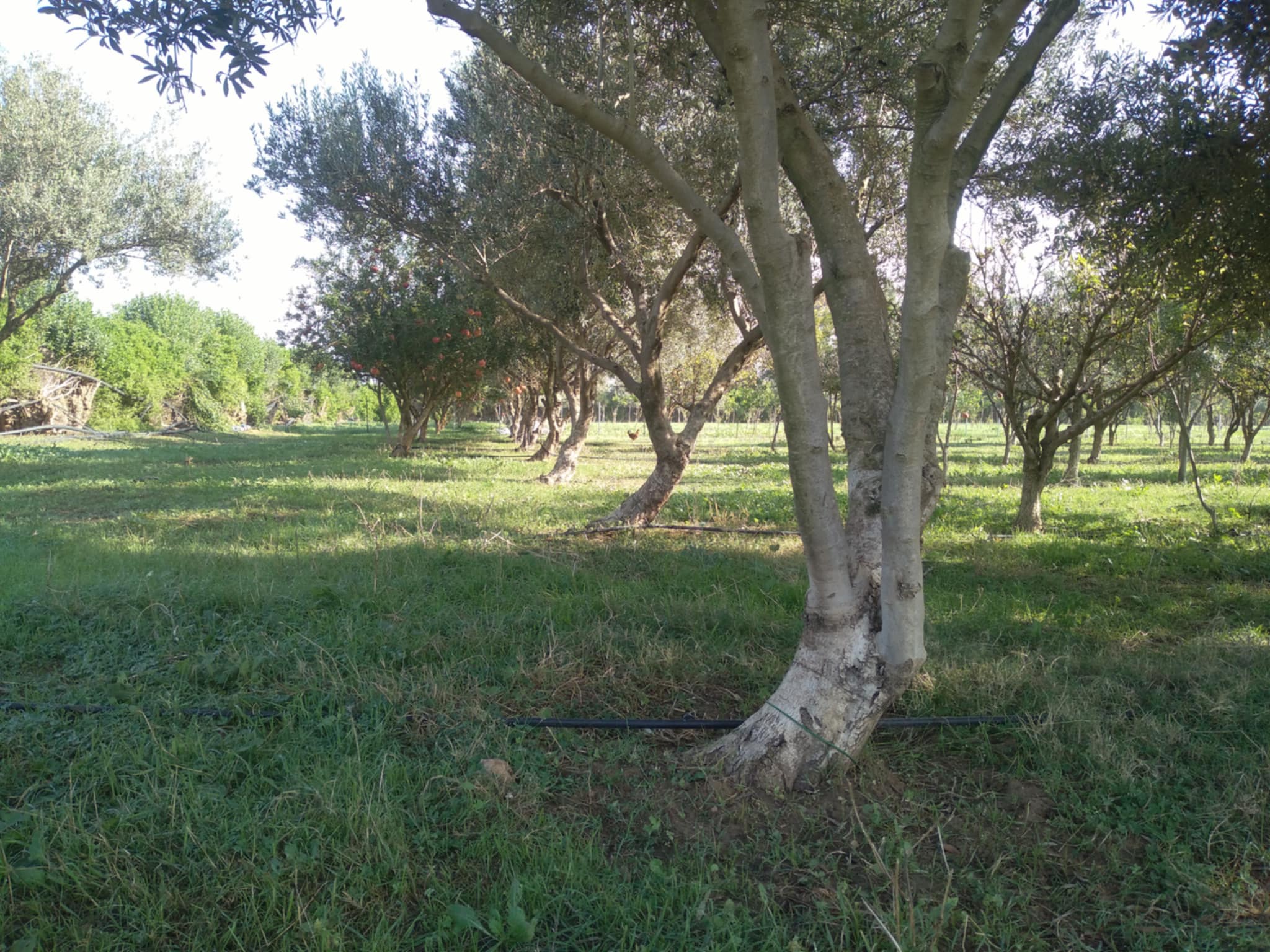 Ghar El Melh Aousja Terrain Terrain agricole Charmante ferme a 40km de tunis