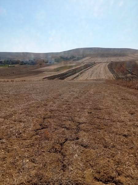 Bizerte Nord Bizerte Vente Autre Un terrain agricole