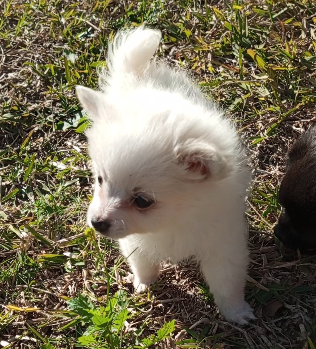 Beni Khiar Beni Khiar Chiens Autre Chiots spitz allemand  mittelspitz