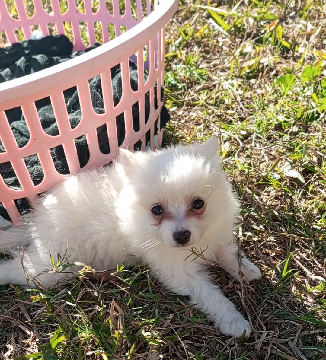 Beni Khiar Beni Khiar Chiens Autre Chiots spitz allemand  mittelspitz