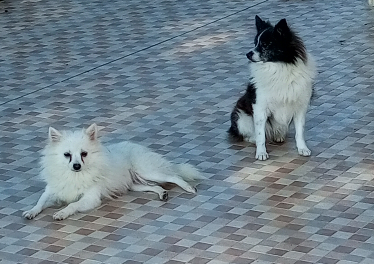 Beni Khiar Beni Khiar Chiens Autre Chiots spitz allemand  mittelspitz