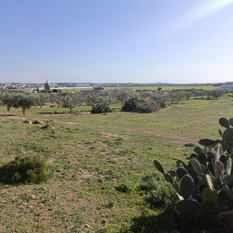 Hammamet Hammamet Terrain Terrain nu Av 500m a 60md  sidi jdidi hammamet sud