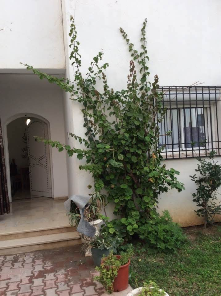 La Soukra Cite Hedi Nouira Location Appart. 4 pices Appartement spacieuse