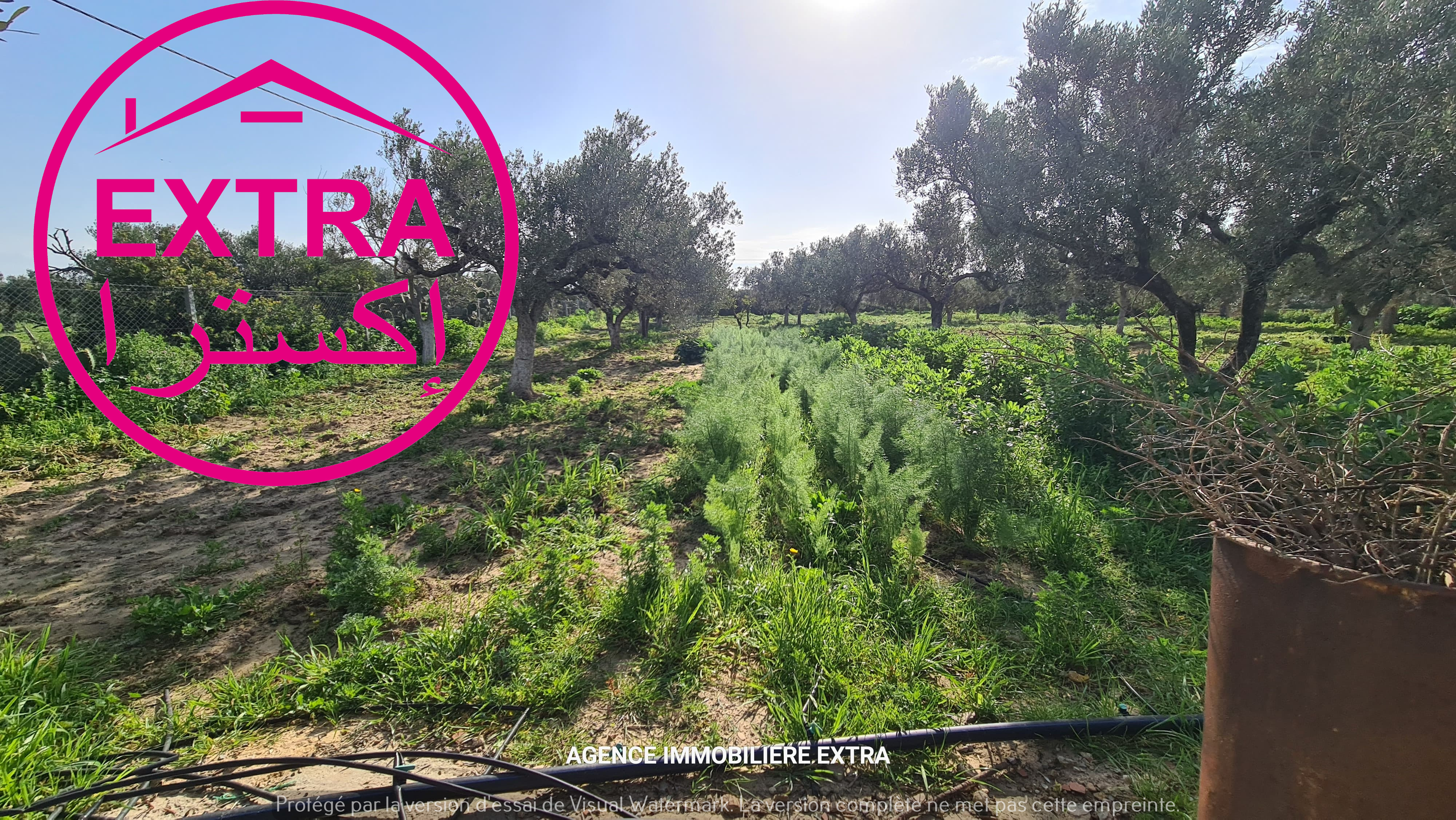 Beni Khiar Beni Khiar Terrain Terrain agricole Ferme  dharoufa nabeul