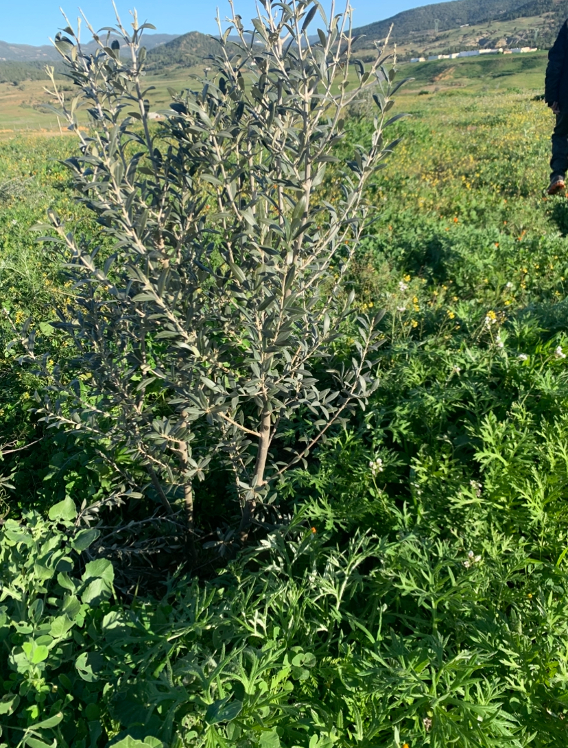 Zaghouan Oued Ezzit Terrain Terrain agricole Terrain agricole