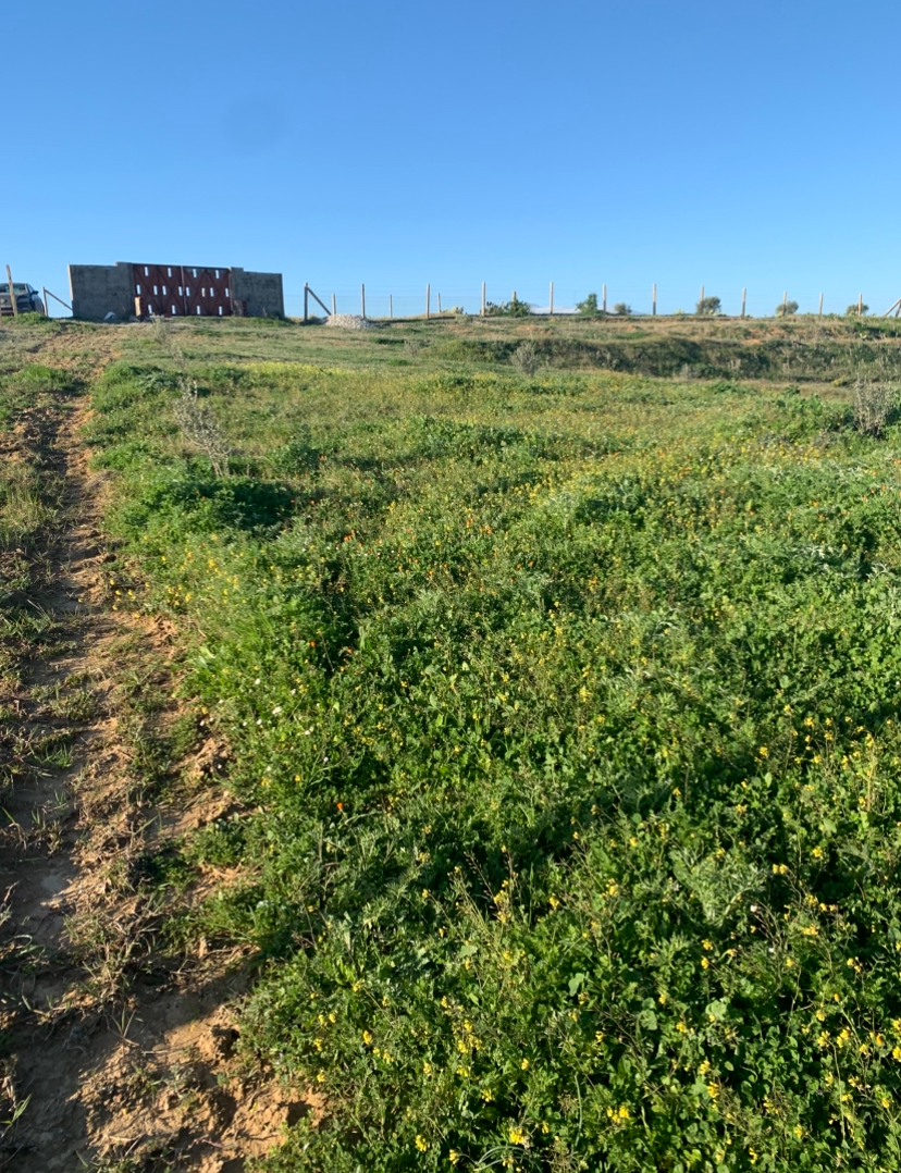 Zaghouan Oued Ezzit Terrain Terrain agricole Terrain agricole